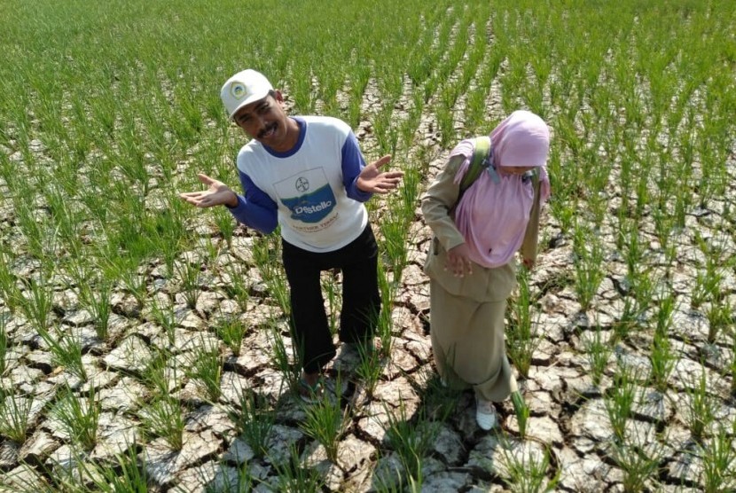 Pantura Paling Rawan Terkena Dampak Kekeringan Akibat El Nino