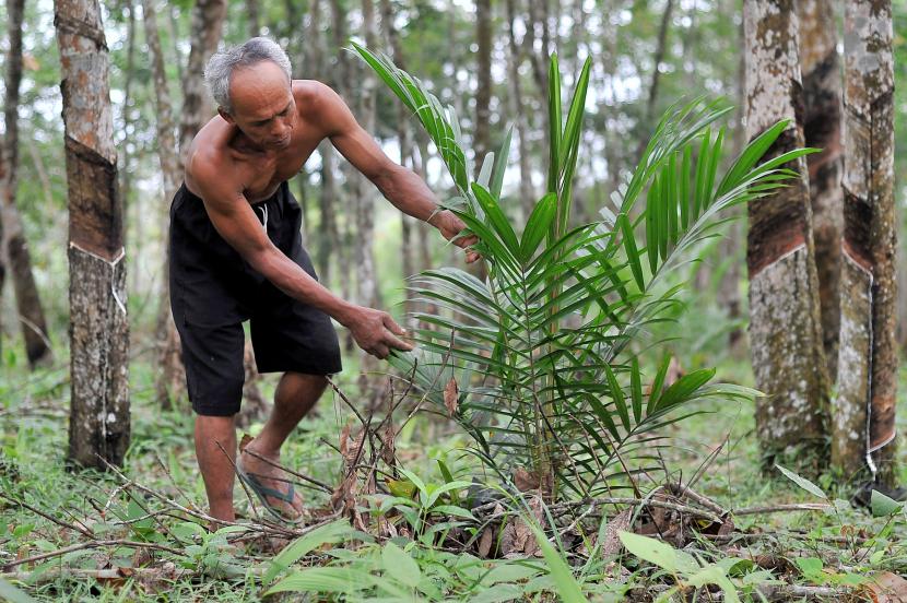 Parlemen Eropa: EUDR tidak Hanya Ditujukan untuk Negara Tertentu