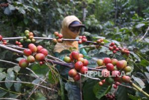 Pemkab Situbondo Dorong Petani Kopi Gunakan Pupuk Organik