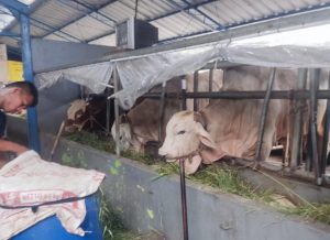 Peternak Sapi Bantul Disarankan Beri Pakan Rumput yang Sudah Dijemur