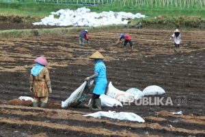 Pupuk Kandang Selamatkan Lahan Pertanian dari Perubahan Iklim