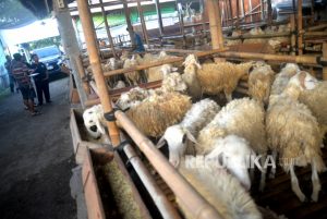 Muhammadiyah di Malaysia Kurban Puluhan Lembu dan Kambing di Idul Adha