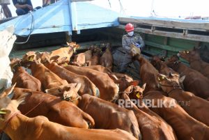 Stok Hewan Kurban di Gunungkidul Dipastikan Aman