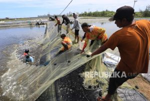 Wapres Dorong Udang Jadi Komoditas Andalan.