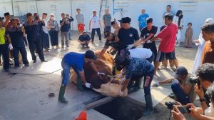 Warga Antusias Saksikan Prosesi Penyembelihan Sapi Jokowi di Masjid Agung Solo