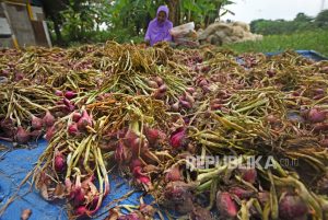 Panen Bawang Merah di Banten