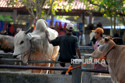 Penyakit Antraks Merebak di Gunung Kidul, Apa Itu Antraks ? Bagaimana Cara Mencegahya ?