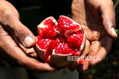 Atasi Keputihan dengan Resep Herbal Kulit Delima dan Bunga Mawar Ala Prof Hembing