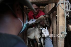 87 Warga Terpapar Antraks, Gunungkidul Belum Tetapkan Status KLB