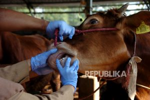 Antisipasi Antraks, Pemkot Malang Perketat Pemeriksaan Kesehatan Ternak