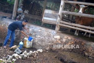 Bagaimana Hukumnya Konsumsi Bangkai Sapi Berpenyakit Antraks?