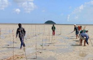 Belitung Lestarikan Mangrove untuk Bangun Pariwisata Berkelanjutan