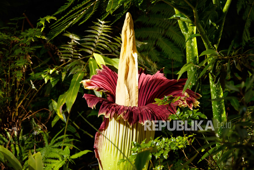 Bunga Bangkai Amorphophallus Titanum Ditemukan di Sijunjung