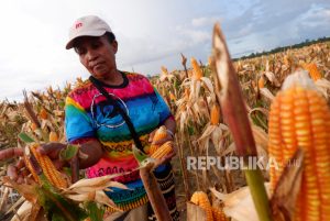 Distan Aceh Besar Targetkan Penanaman Jagung 2.500 Hektare Tahun Ini