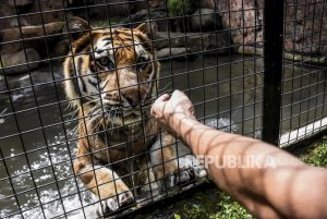 Harimau Dipelihara Manusia, Apakah Bisa Stres Jika Bertemu Orang-Orang?