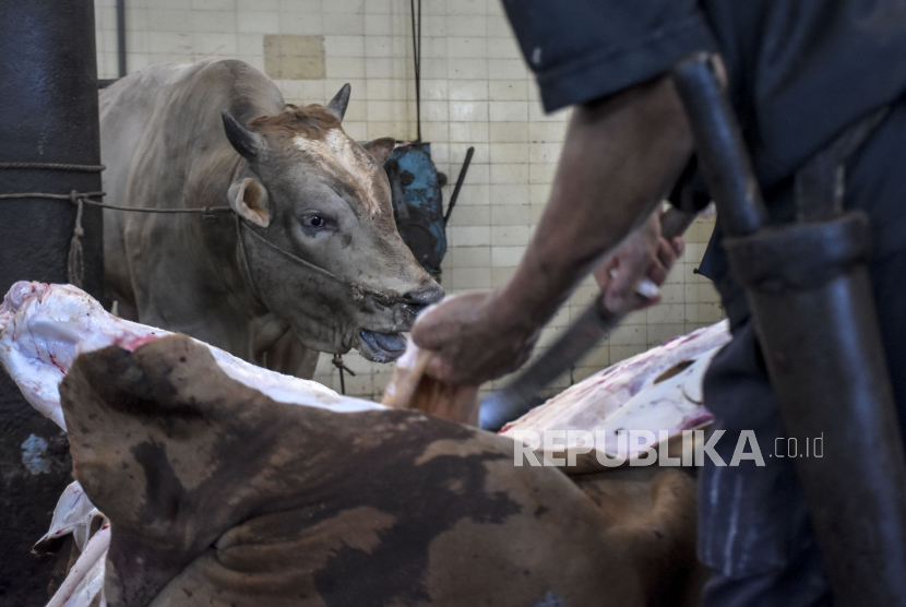 Hendak Sembelih Sapi Sakit, Bagaimana Cara Deteksi Penyakitnya Antraks atau Bukan?