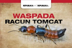 Infografis Waspada Racun Tomcat | Republika Online