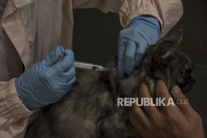 Kasus Penularan Rabies di Sumbar Capai 1.171 Kasus, Urutan Lima Nasional