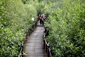 Kebun Raya Mangrove Surabaya Jadi Pertama di Indonesia, Ini Sederet Fungsinya
