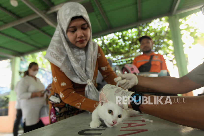 Kucing Mati Massal di Sunter, Pemprov DKI: Otak Kucing Sudah Diambil untuk Pemeriksaan