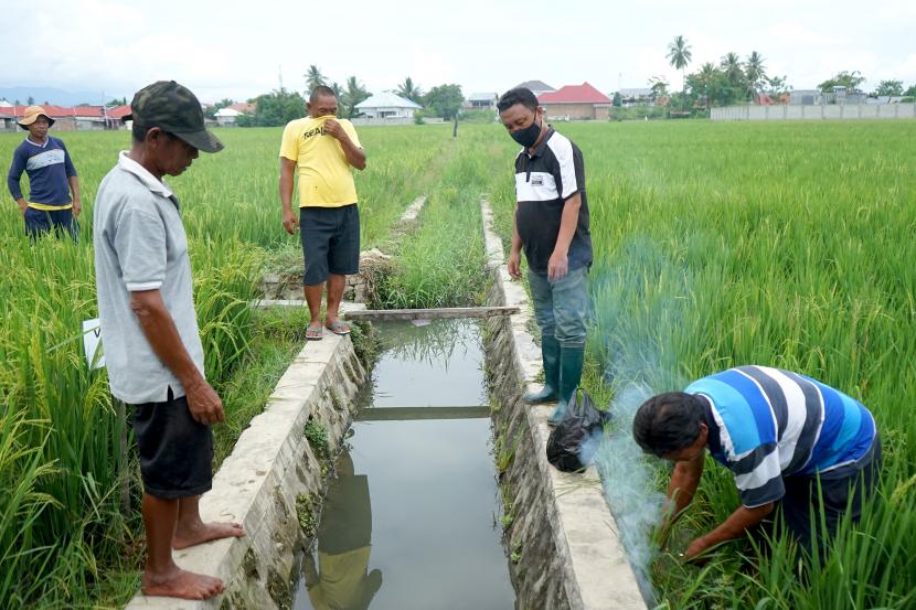 Petani di Indramayu Nelangsa,  200 Ha Tanaman Padi Bunting Digasak Moncong Panjang