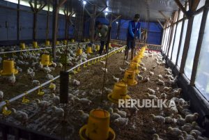 Peternak: Harga Daging Ayam Sulit Turun Jika Pengiriman DOC Dikurangi