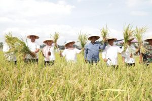 Produksi Beras Terancam El Nino, Masyarakat Diminta tak Panic Buying