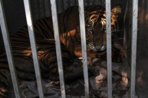 Sejumlah Harimau Hasil Konflik dengan Manusia Dipulihkan di Taman Safari