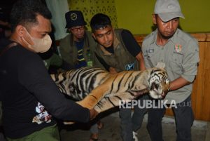 Taman Safari Harimau Pulihkan Harimau Hasil Konflik dengan Manusia