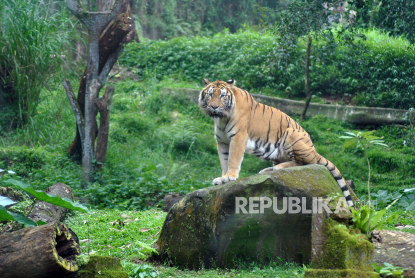 Taman Safari Lestarikan Harimau Sumatera Lewat Bank Sperma dan Inseminasi