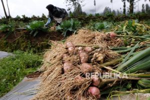 Temanggung Kembangkan Varietas Bawang Putih Lokal, Ini Sederet Keunggulannya