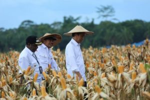 Yang Harus Dilakukan Pemerintah agar Pertanian Selalu Menghasilkan Panen Berkualitas