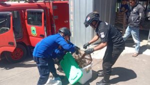 Temukan Kukang Jawa di Halaman Rumahnya, Warga Serahkan ke Petugas Damkar