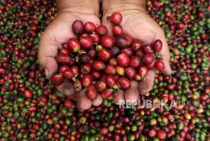 Banyuwangi Daftarkan Kopi Robusta untuk Dapatkan Paten Indikasi Geografis