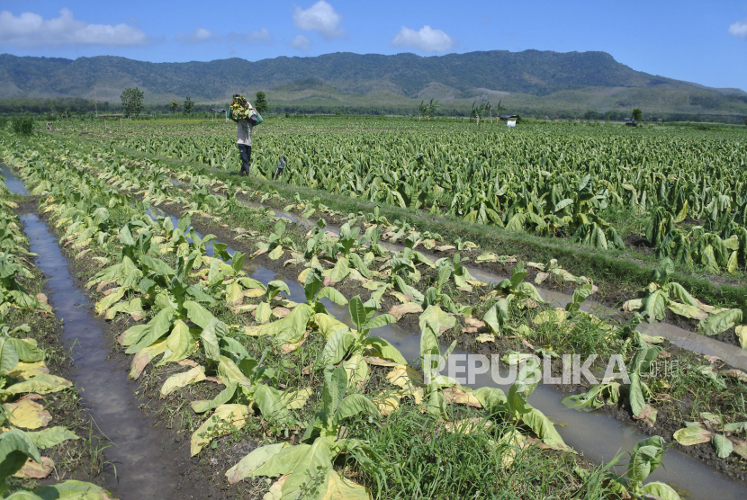 Kemendag Fasilitasi Petani Jual Tembakau Langsung ke Pabrik Rokok