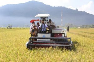 Pemerintah Tetapkan Enam Provinsi Pemasok Beras Antisipasi El Nino
