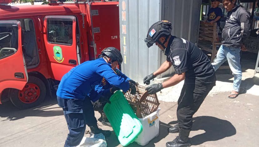 Petugas Damkar sedang mengevakuasi seekor Kukang Jawa hasil temuan warga. (Dok Damkar Kabupaten Kuningan)